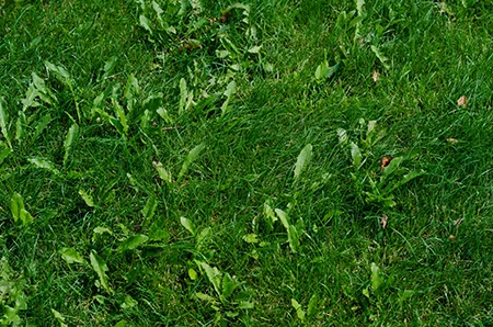 weeds in a lawn