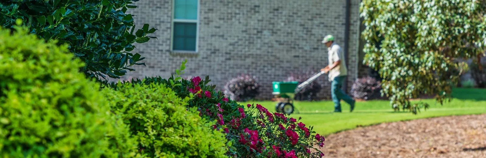 fertilizing lawn