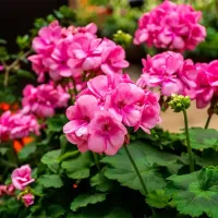 geraniums