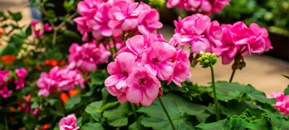 geraniums