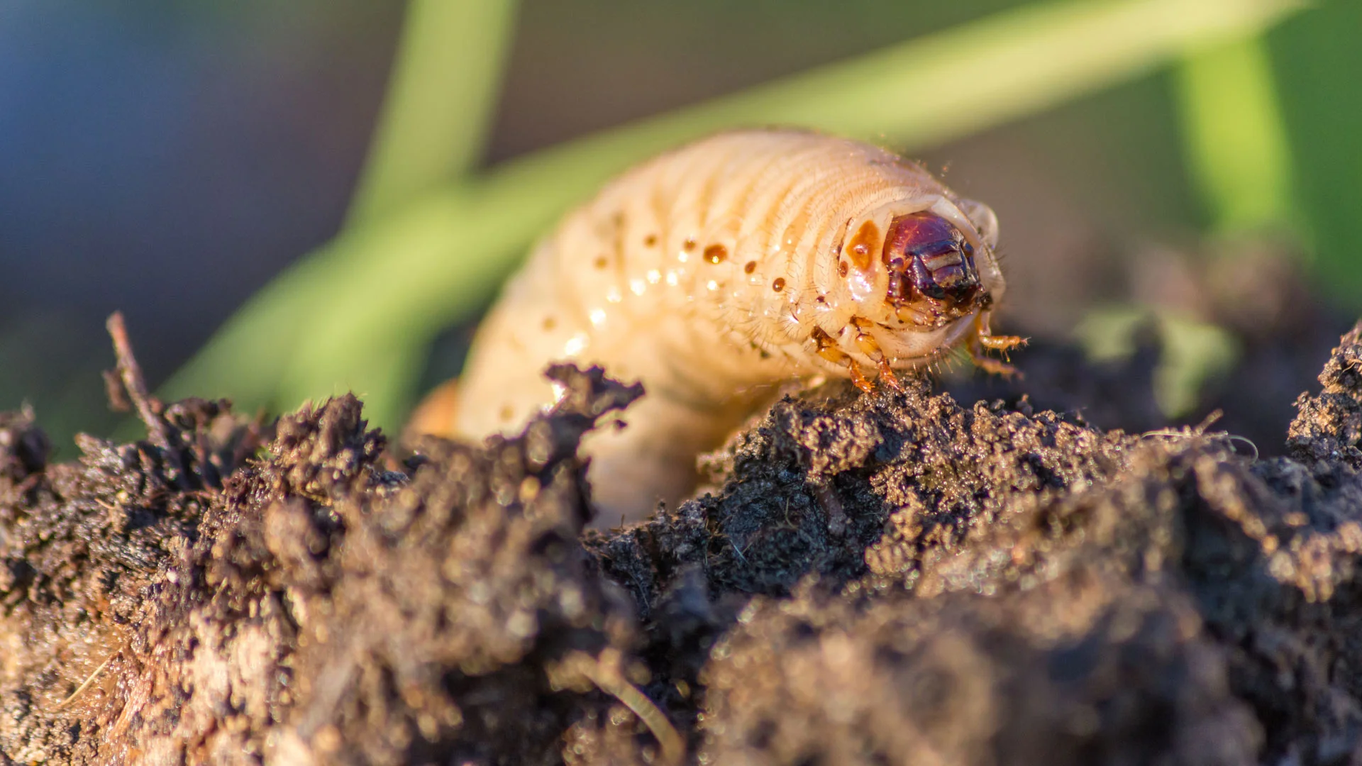 You are currently viewing Schedule a Preventative Treatment to Protect Your Lawn From Grubs This Year