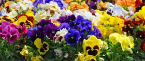 Read more about the article The 6 Most Popular Annuals to Plant in North Carolina
