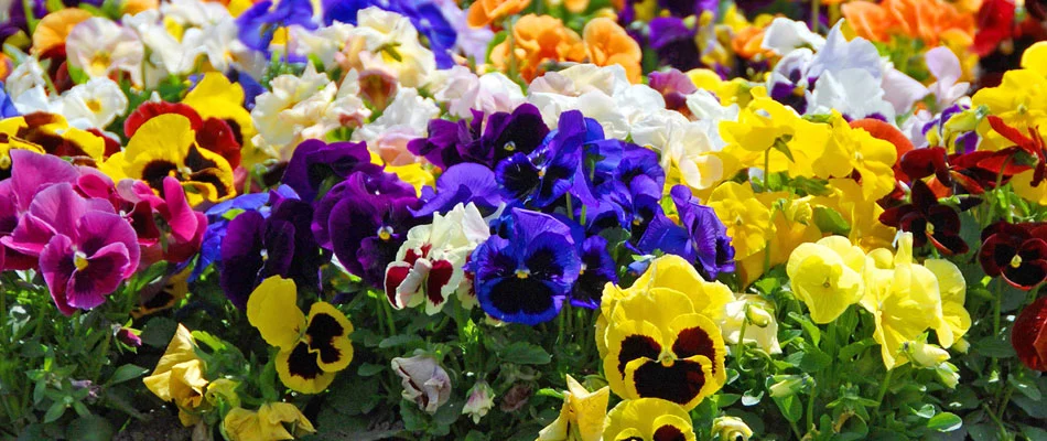 You are currently viewing The 6 Most Popular Annuals to Plant in North Carolina