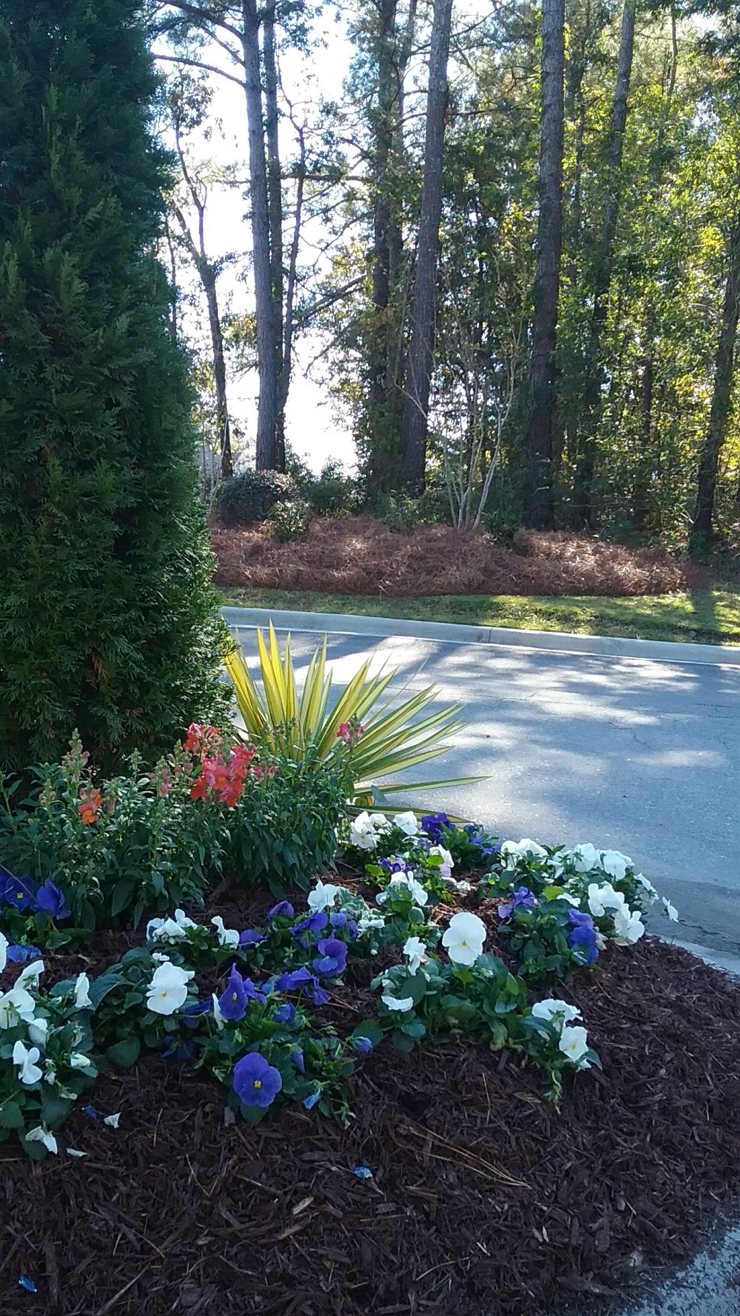 Colorful flower bed beside pine trees and road.