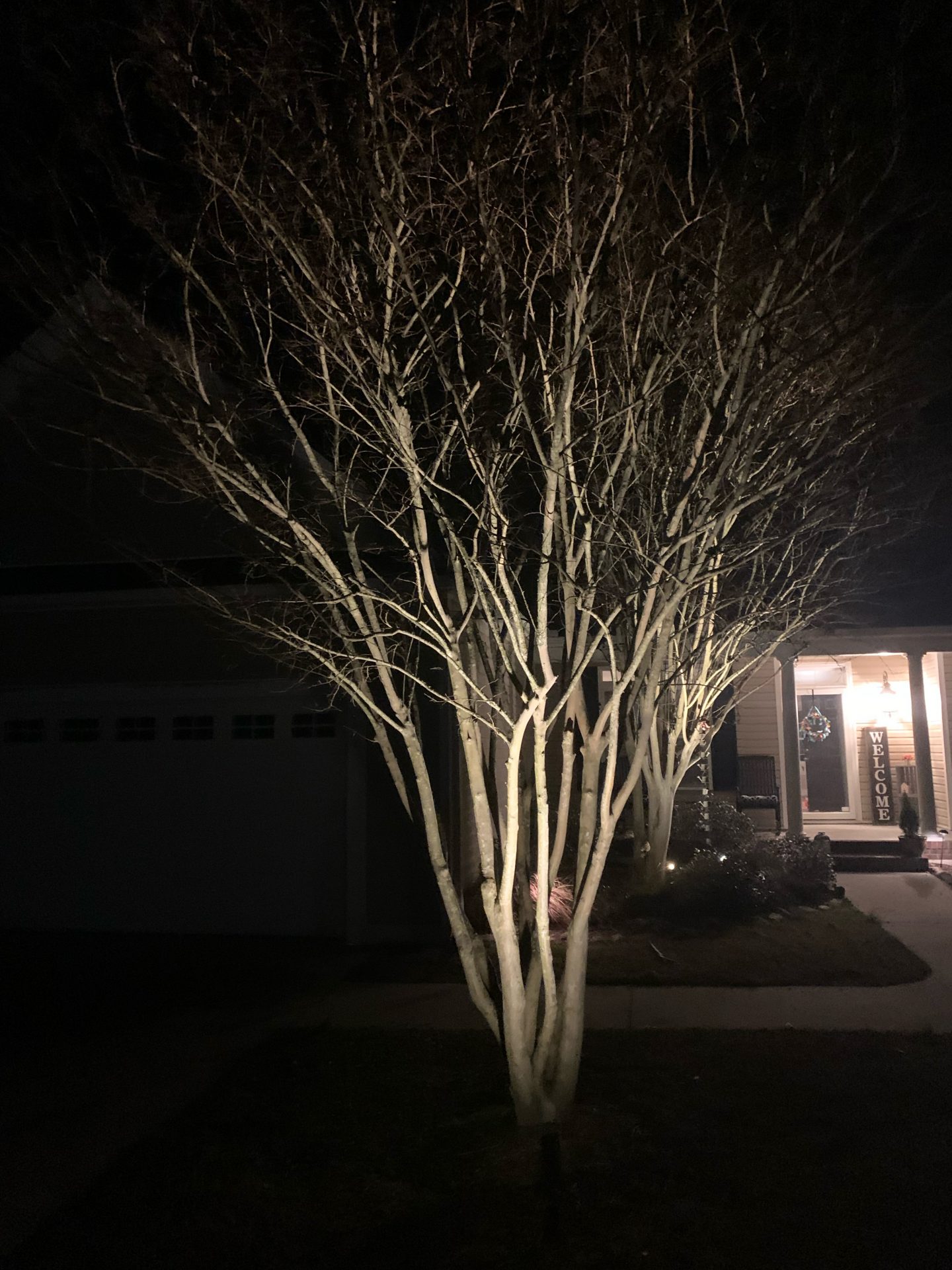 Illuminated tree in front of a house at night.