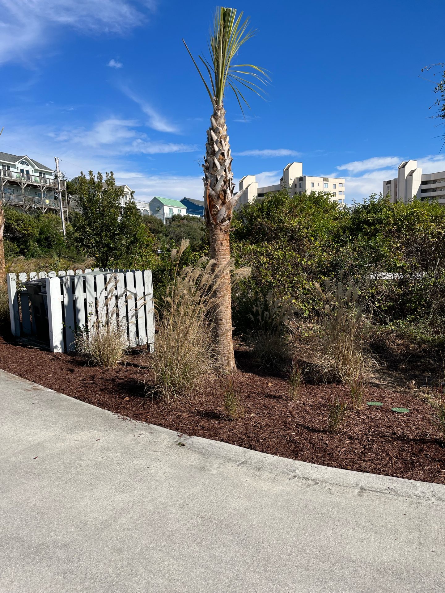 Palm tree near buildings under blue sky