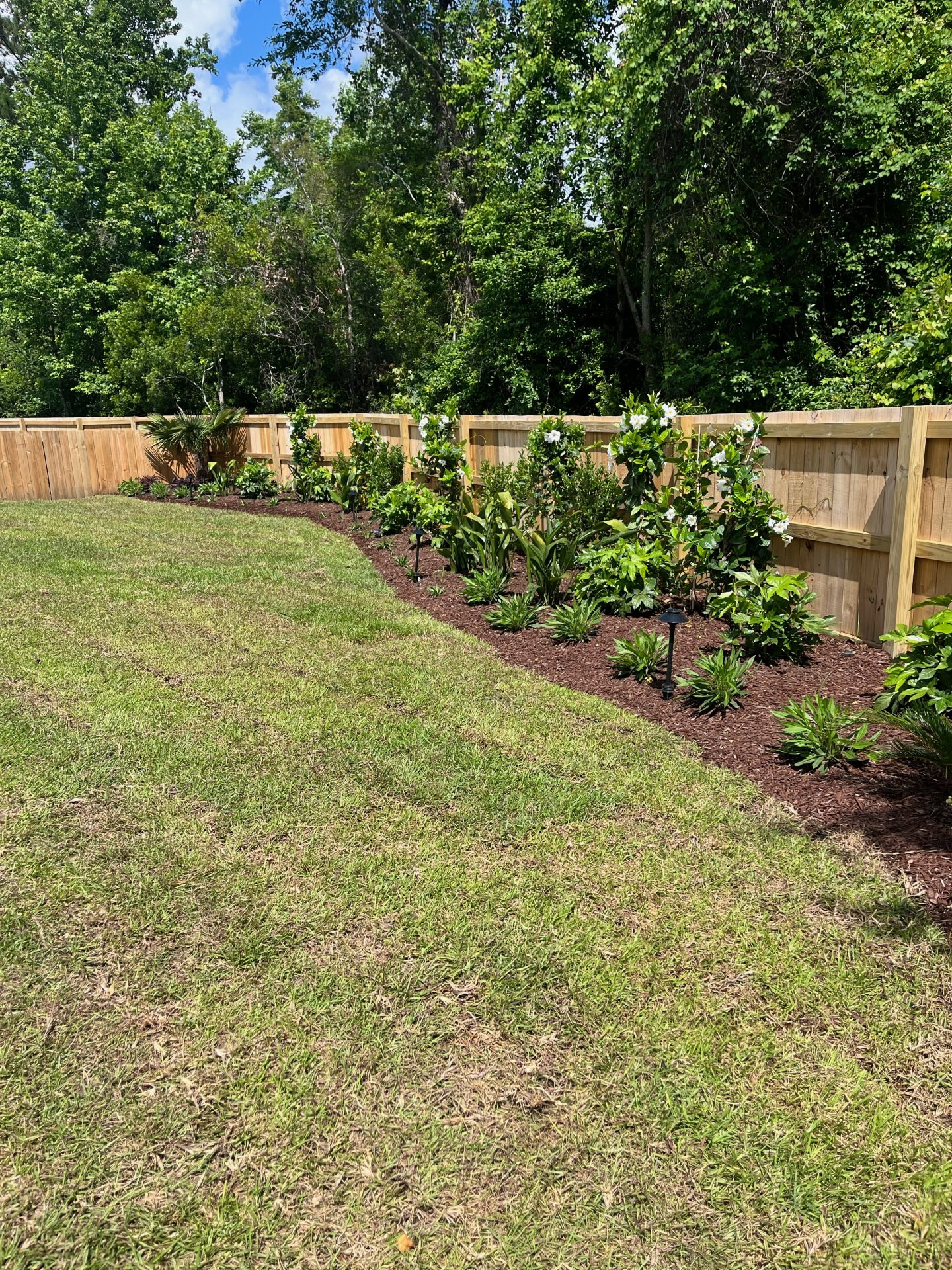 Backyard garden with wooden fence and green plants.