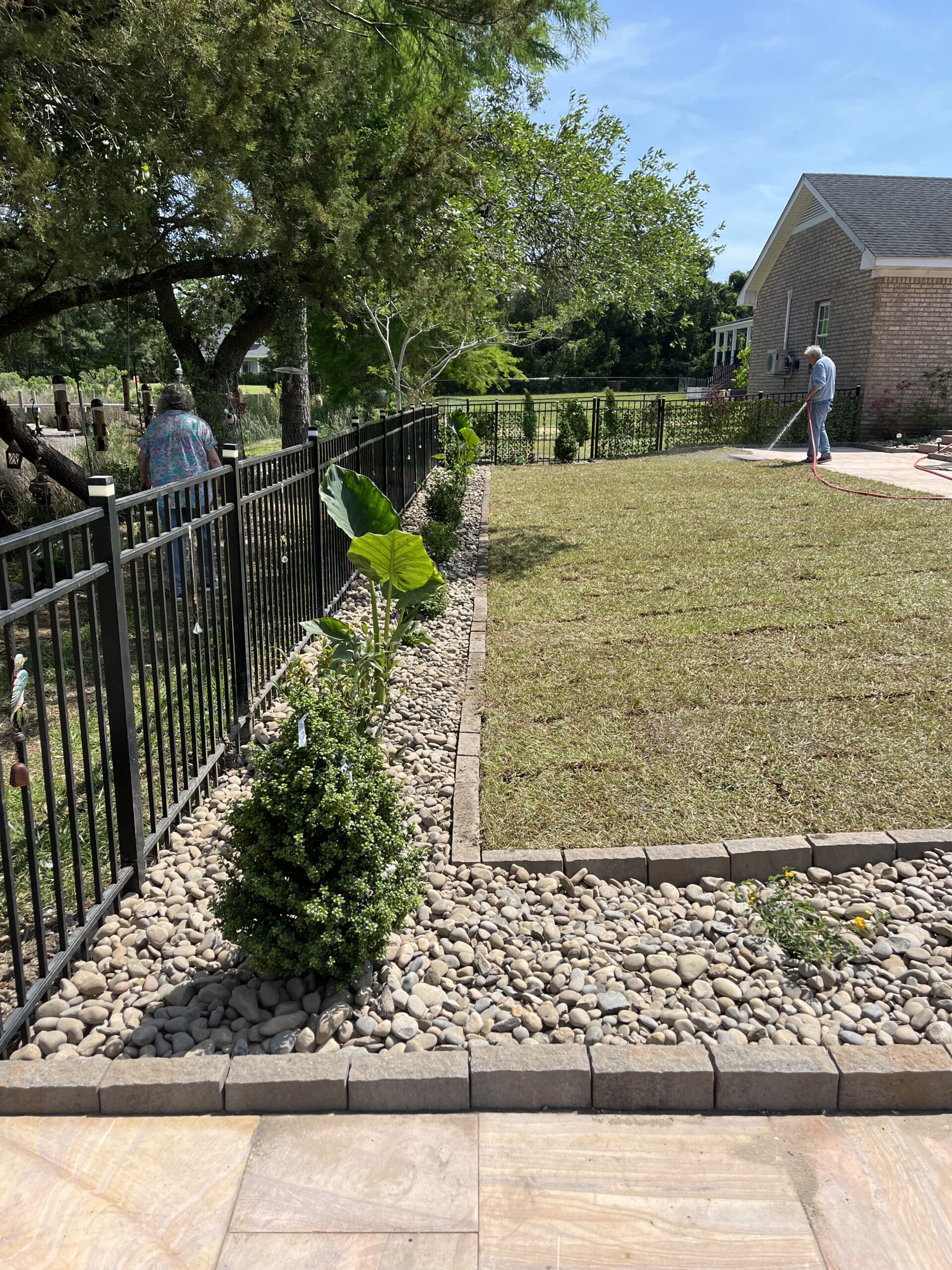 Man watering lawn beside fenced garden path.