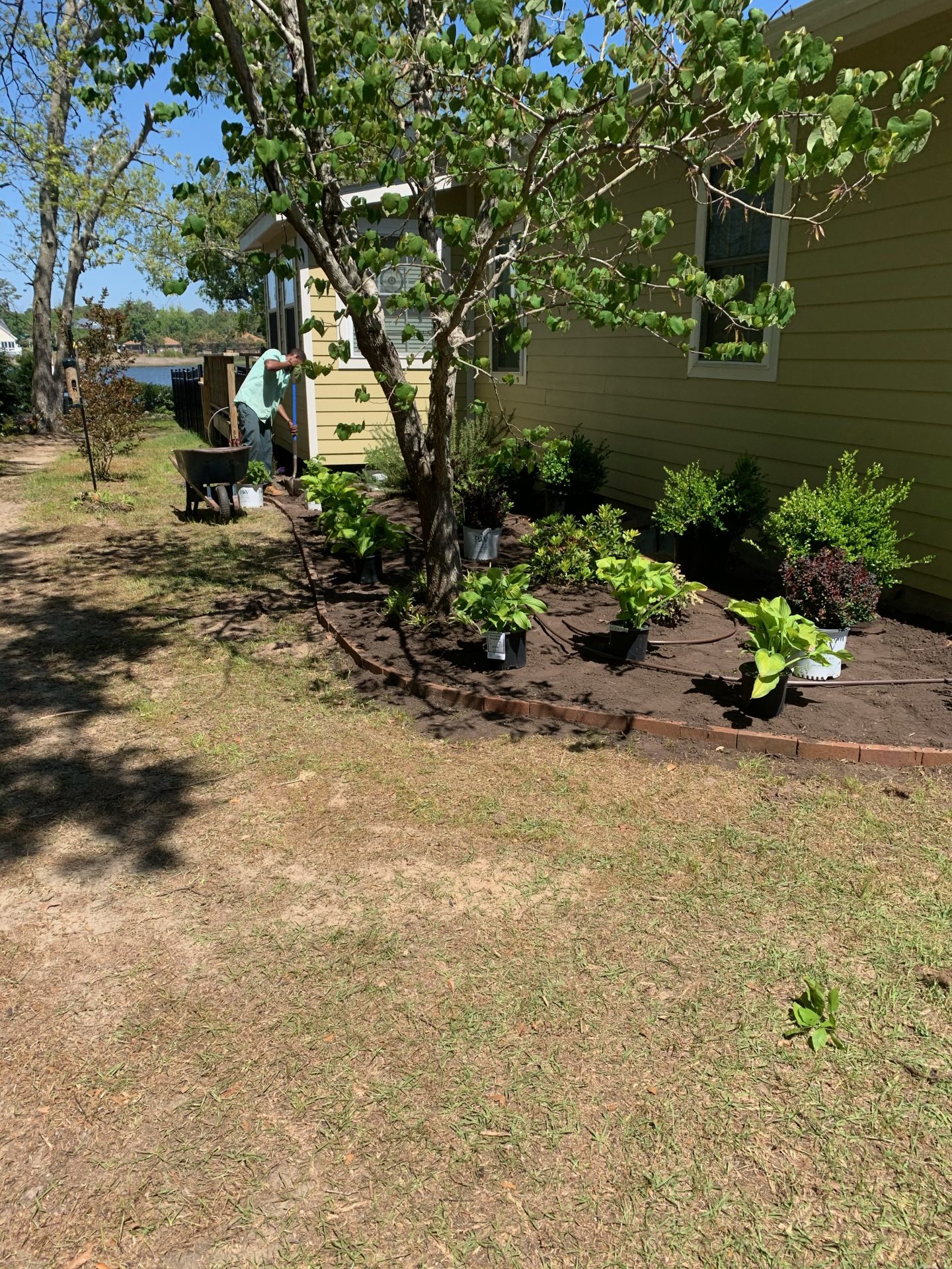 Gardener planting shrubs by yellow house