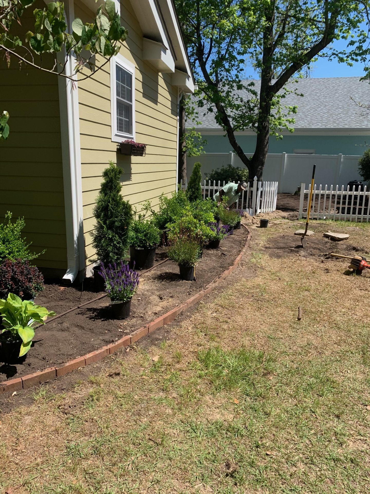 Garden landscaping with new plants by house fence