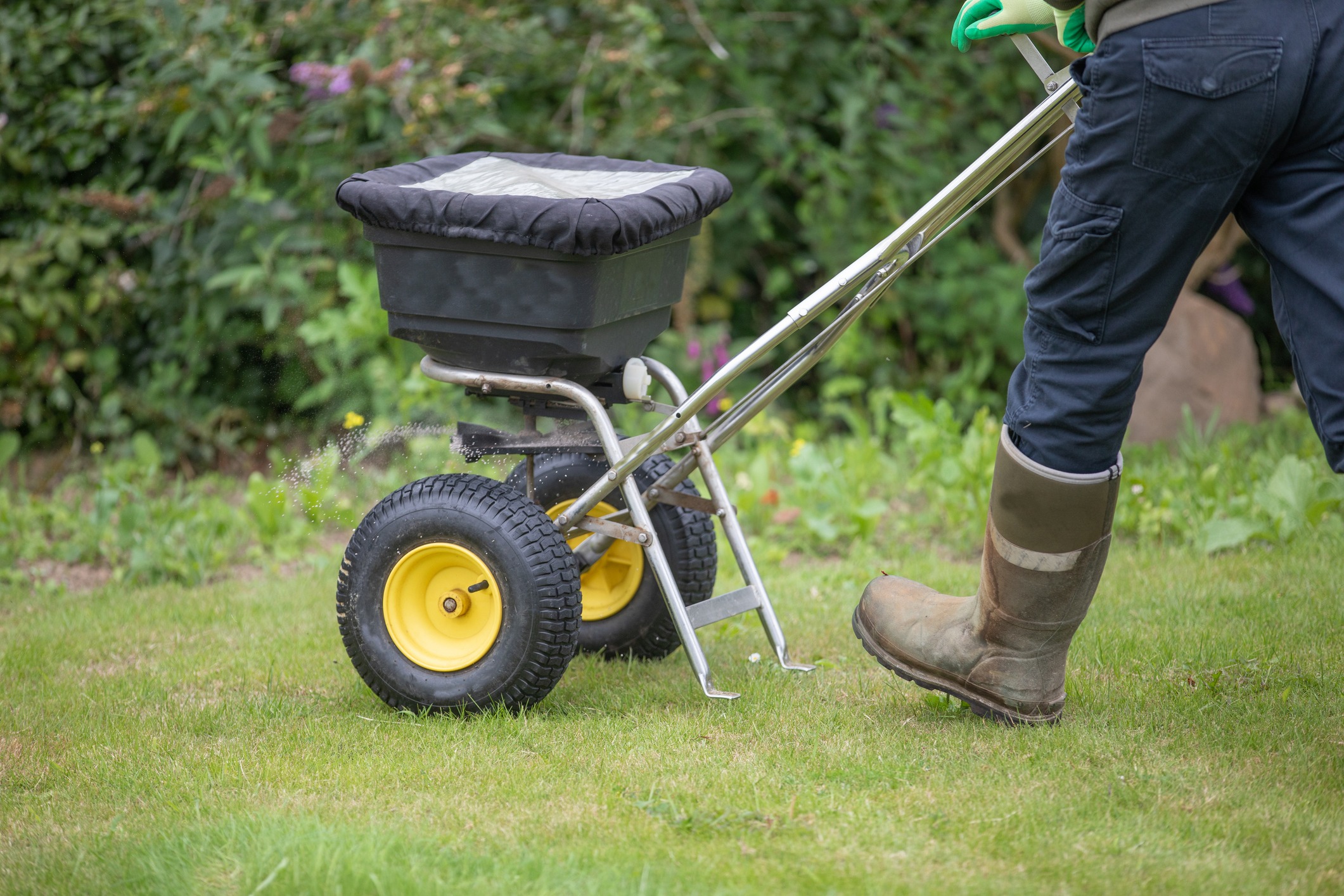 Gardener spreading fertilizer with a spreader on lawn.