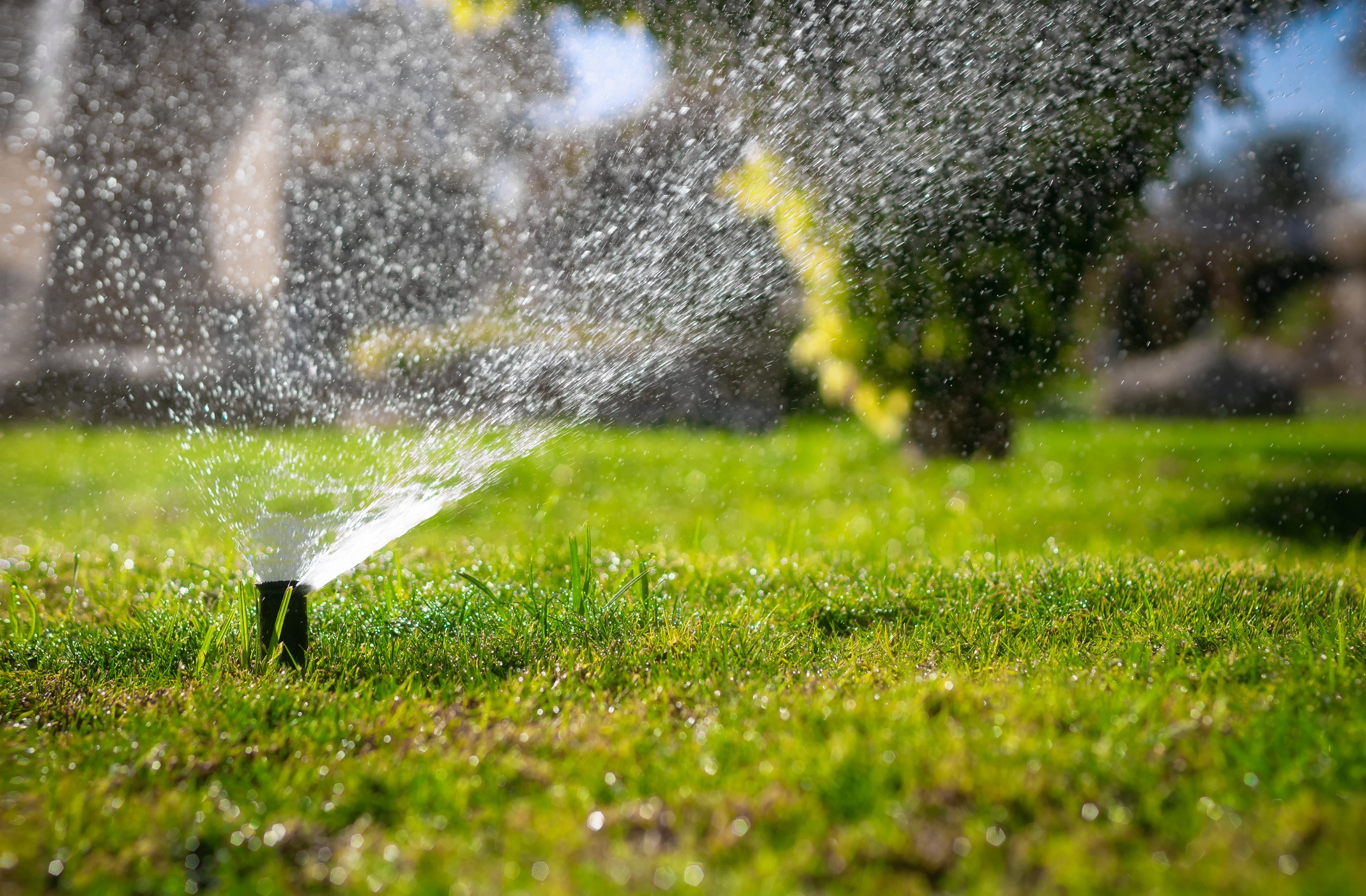 Lawn sprinkler watering green grass in sunlight.