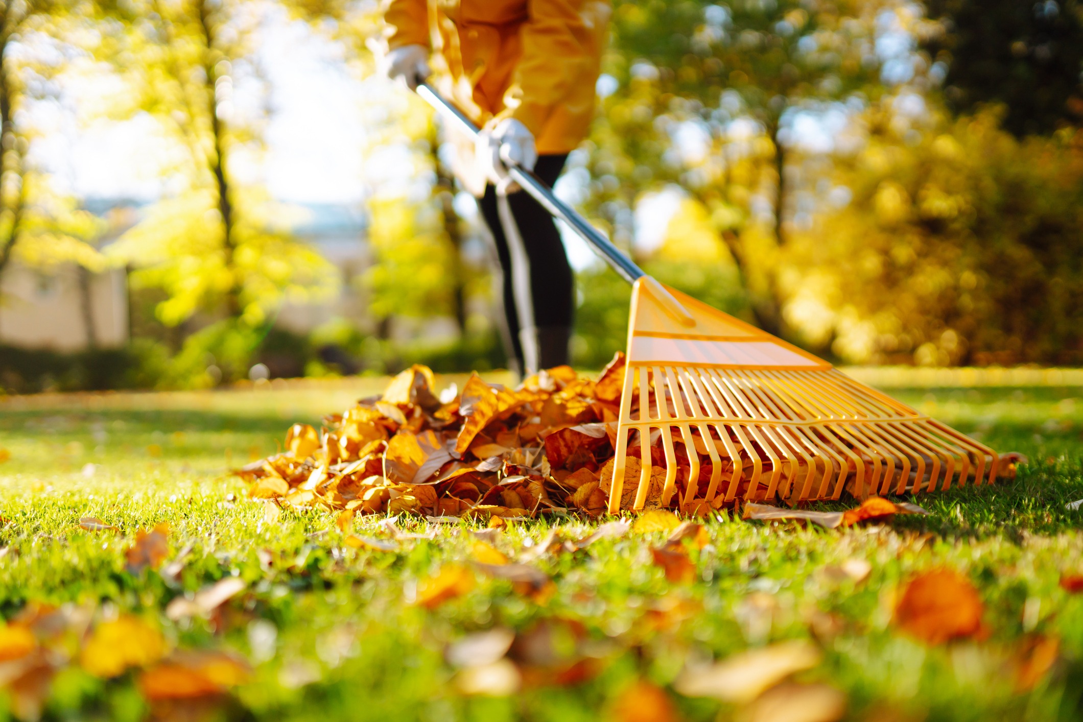 Person raking autumn leaves in sunny yard