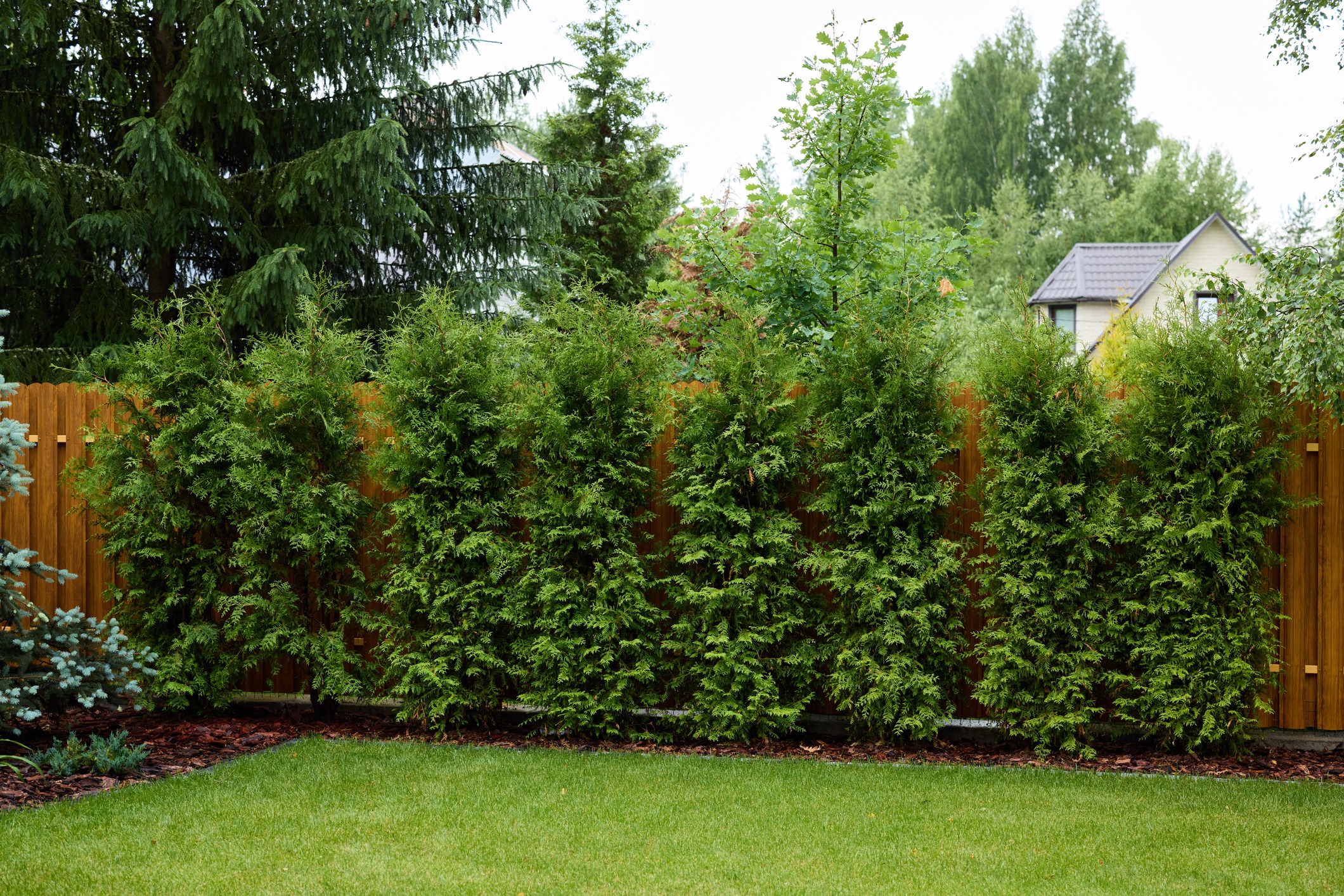 Green hedge with wooden fence background