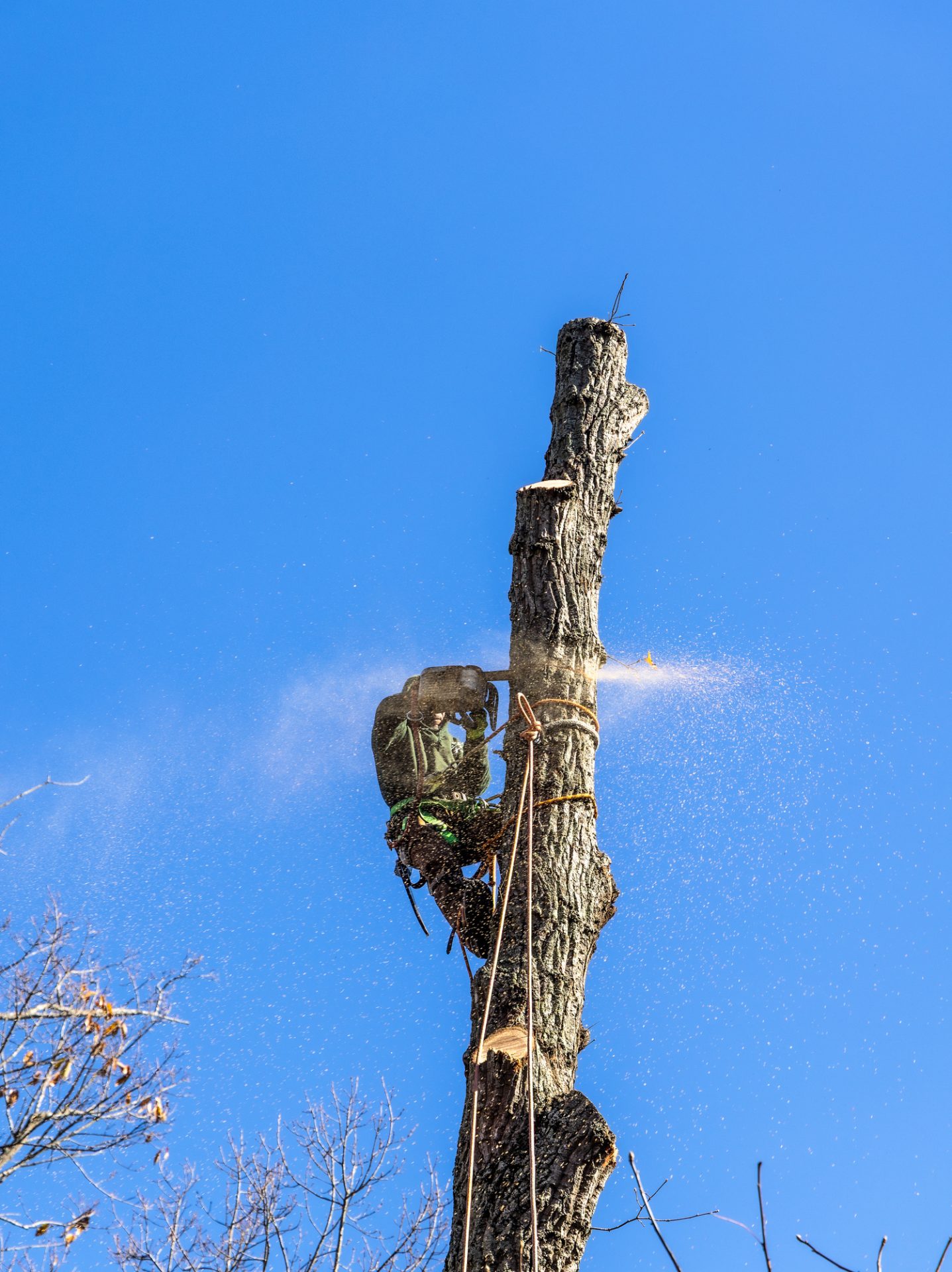 Arborist cuts tree with chainsaw, blue sky background.