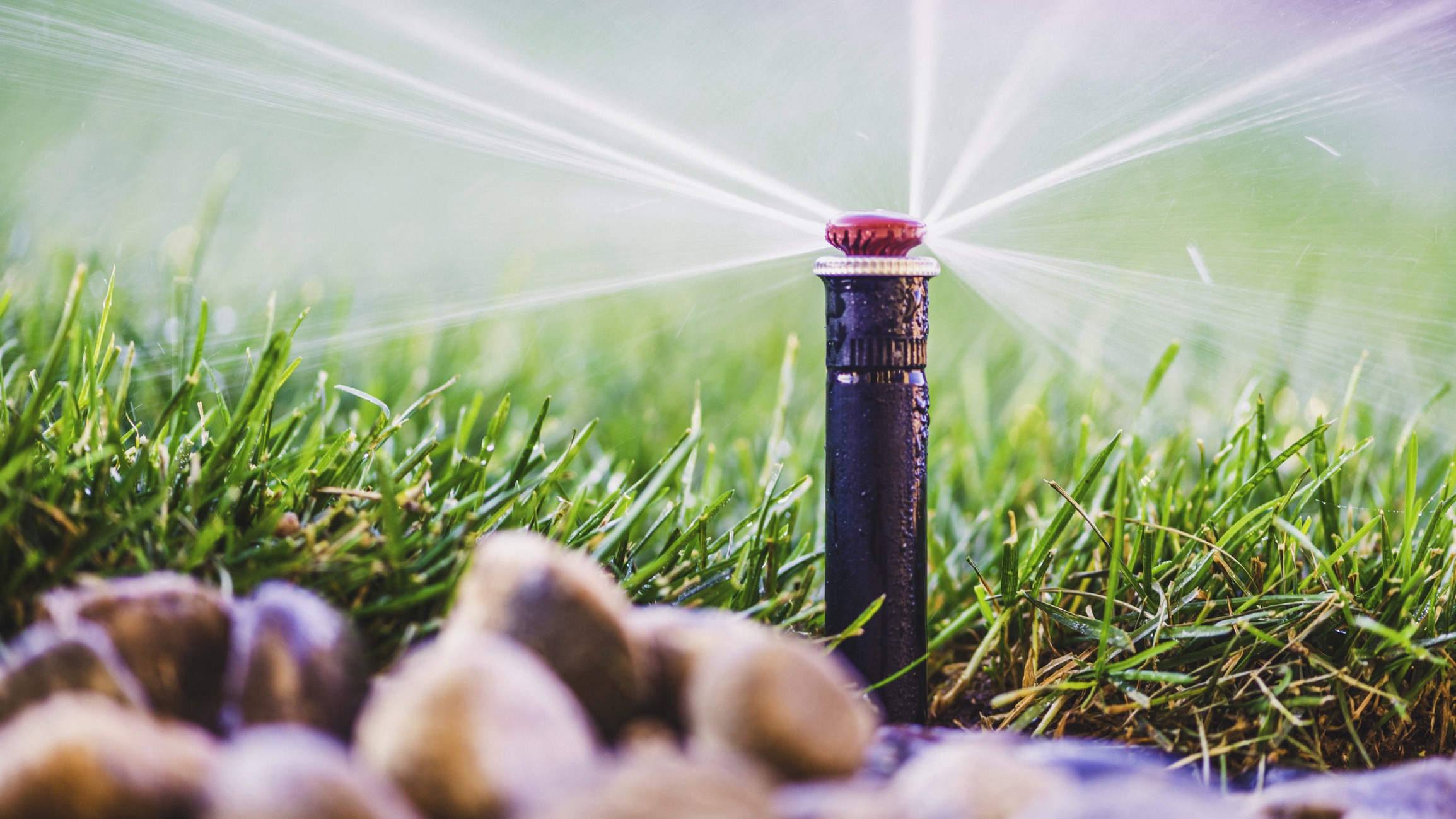 Lawn sprinkler watering green grass